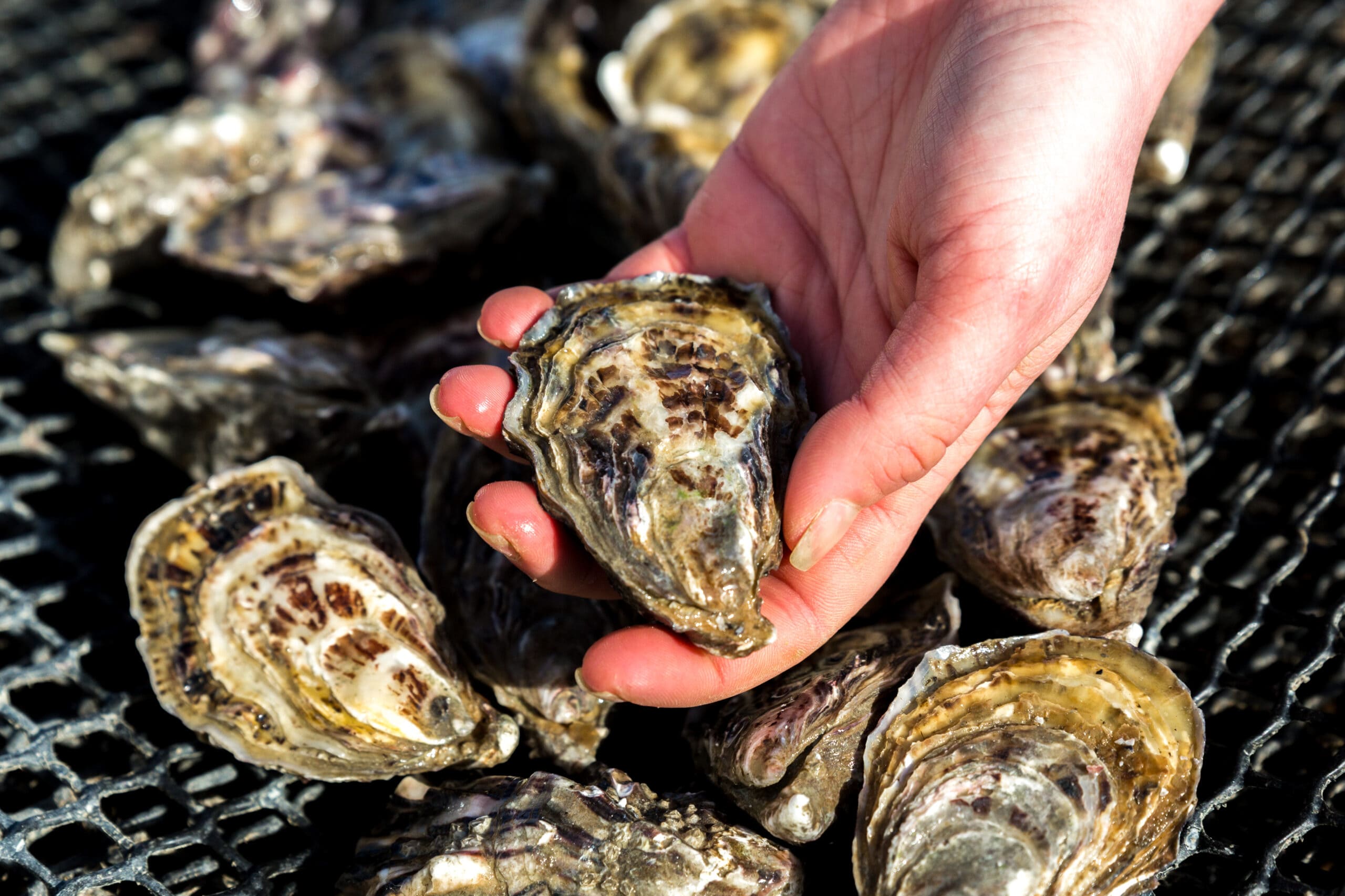Productores de ostras cóncavas y mejillones de la bahía del Monte Saint-Michel